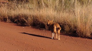 Wild dingo